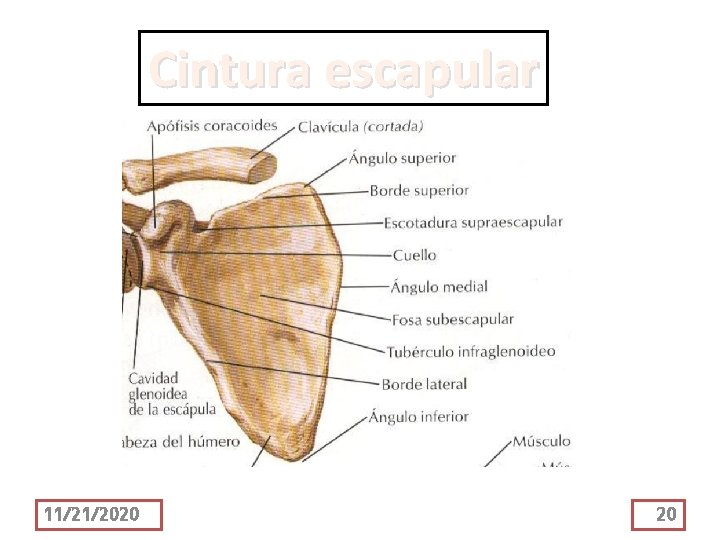 Cintura escapular 11/21/2020 20 