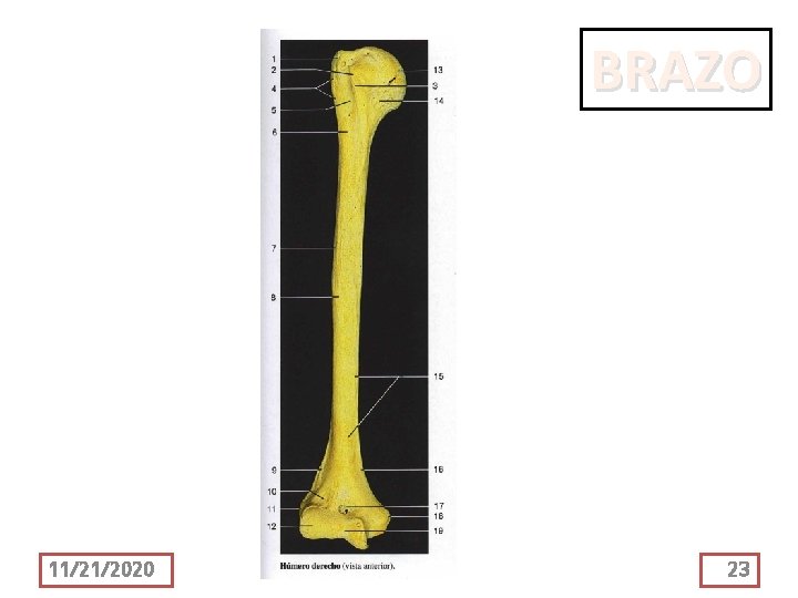 BRAZO 11/21/2020 23 