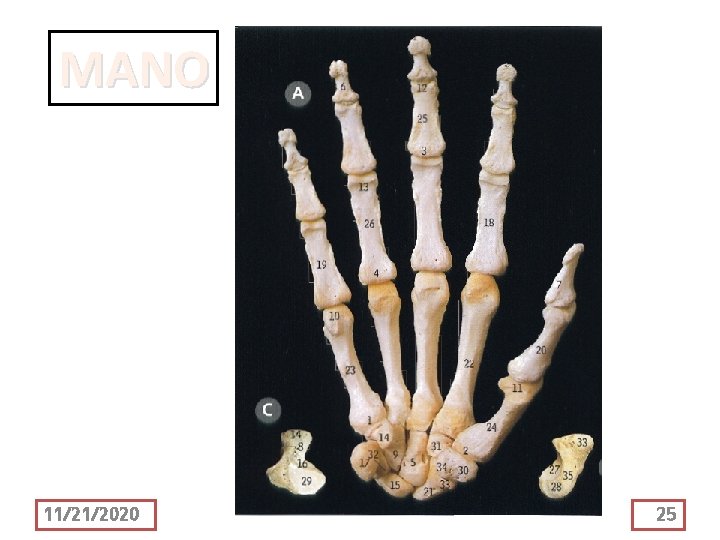 MANO 11/21/2020 25 