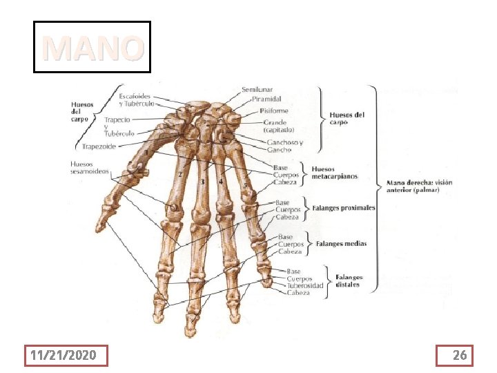MANO 11/21/2020 26 