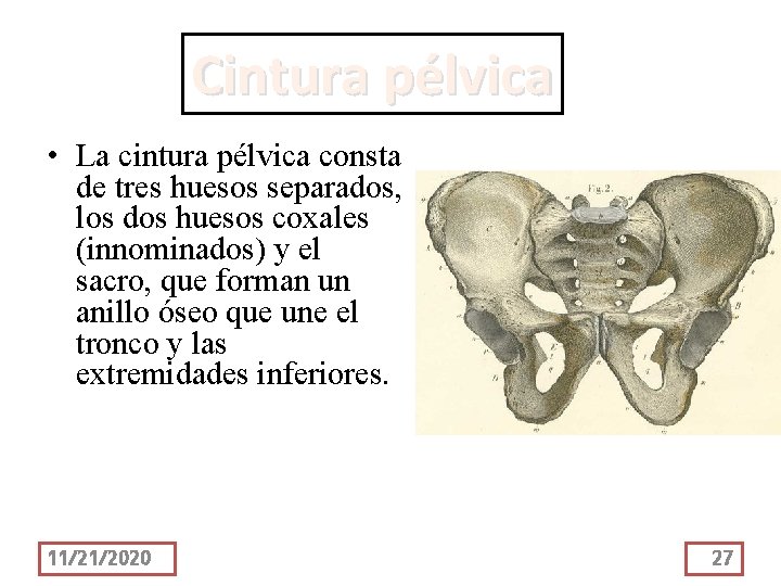 Cintura pélvica • La cintura pélvica consta de tres huesos separados, los dos huesos
