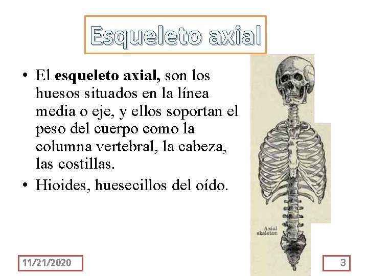 Esqueleto axial • El esqueleto axial, son los huesos situados en la línea media