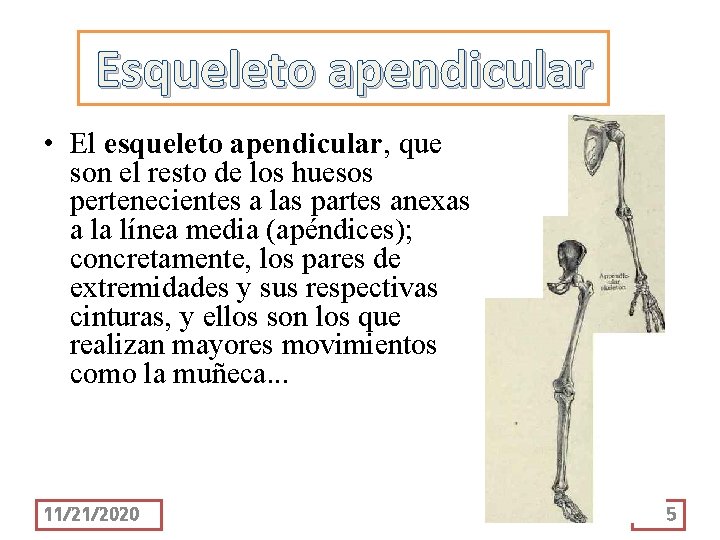 Esqueleto apendicular • El esqueleto apendicular, que son el resto de los huesos pertenecientes