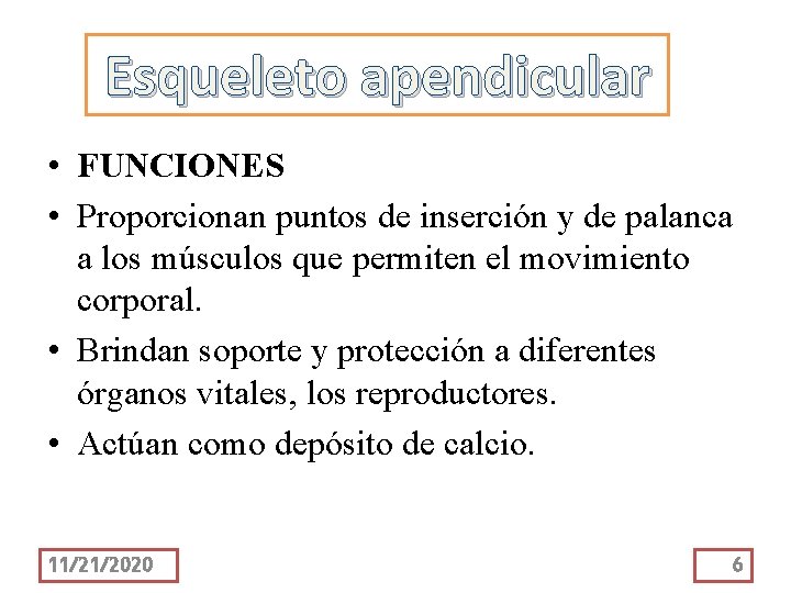 Esqueleto apendicular • FUNCIONES • Proporcionan puntos de inserción y de palanca a los