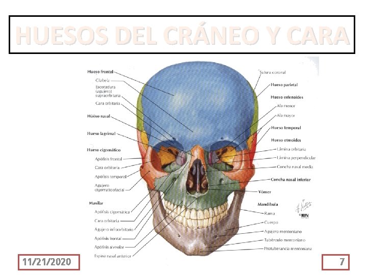 HUESOS DEL CRÁNEO Y CARA 11/21/2020 7 