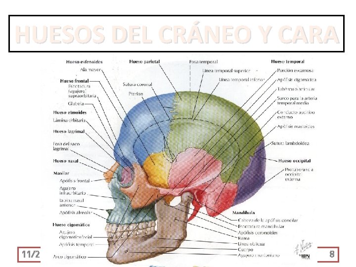 HUESOS DEL CRÁNEO Y CARA 11/21/2020 8 