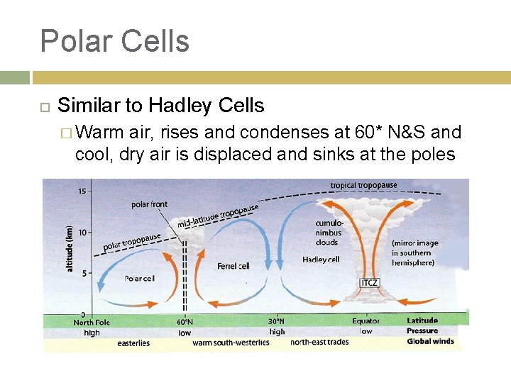 Polar Cells Similar to Hadley Cells � Warm air, rises and condenses at 60*