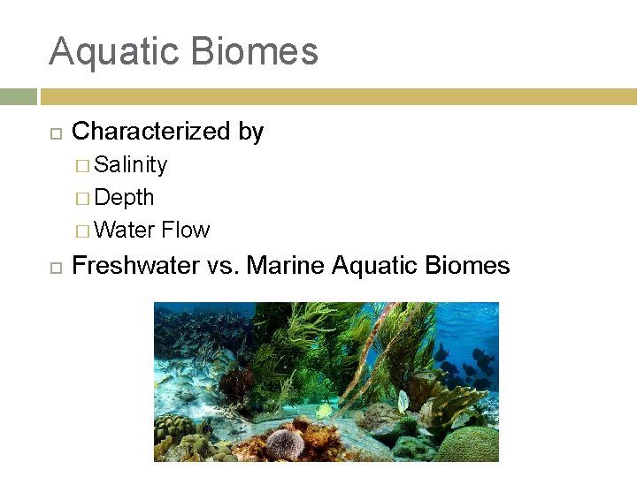 Aquatic Biomes Characterized by � Salinity � Depth � Water Flow Freshwater vs. Marine
