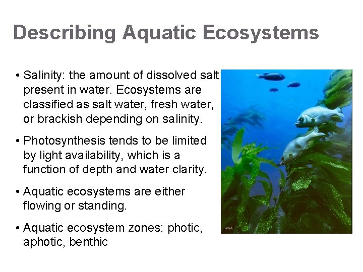 Describing Aquatic Ecosystems • Salinity: the amount of dissolved salt present in water. Ecosystems