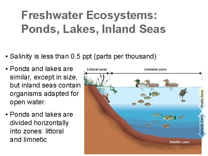 Freshwater Ecosystems: Ponds, Lakes, Inland Seas • Salinity is less than 0. 5 ppt