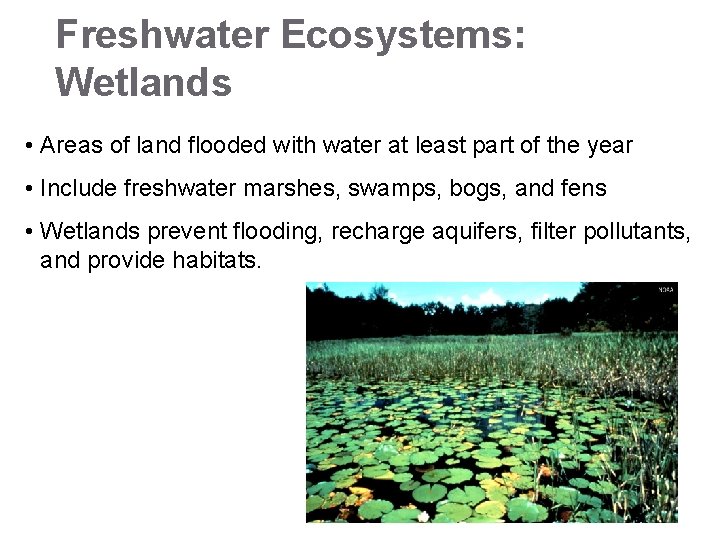 Freshwater Ecosystems: Wetlands • Areas of land flooded with water at least part of