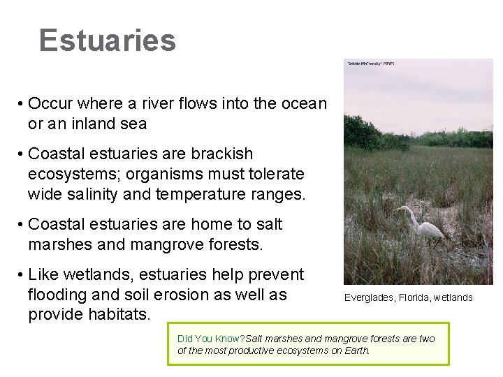 Estuaries • Occur where a river flows into the ocean or an inland sea