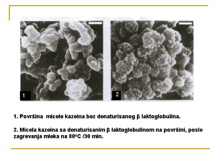 1 2 1. Površina micele kazeina bez denaturisanog β laktoglobulina. 2. Micela kazeina sa