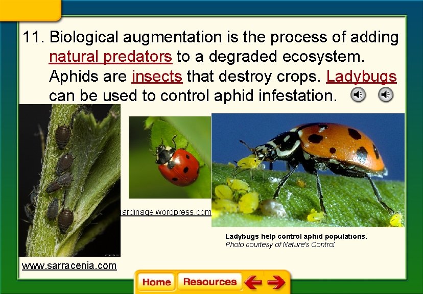 11. Biological augmentation is the process of adding natural predators to a degraded ecosystem.