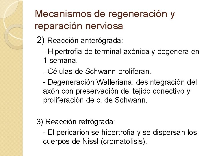 Mecanismos de regeneración y reparación nerviosa 2) Reacción anterógrada: - Hipertrofia de terminal axónica