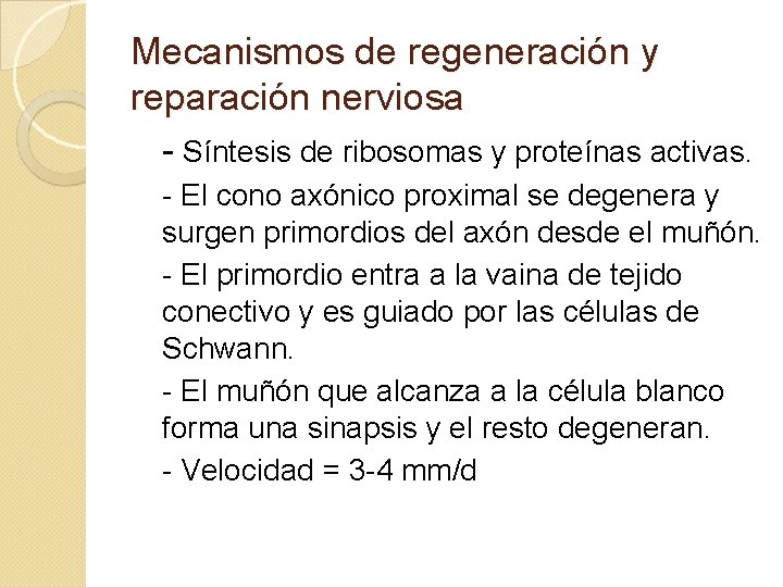 Mecanismos de regeneración y reparación nerviosa - Síntesis de ribosomas y proteínas activas. -