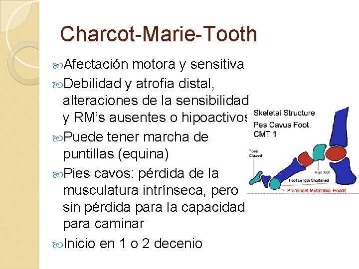 Charcot-Marie-Tooth Afectación motora y sensitiva Debilidad y atrofia distal, alteraciones de la sensibilidad y