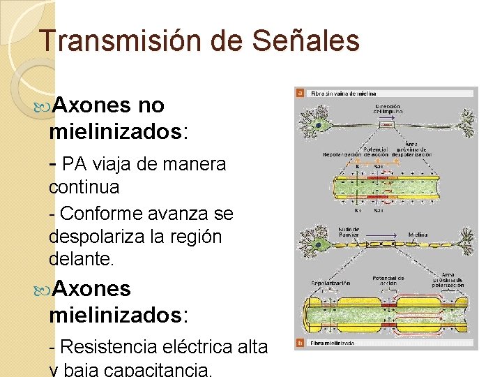 Transmisión de Señales Axones no mielinizados: - PA viaja de manera continua - Conforme