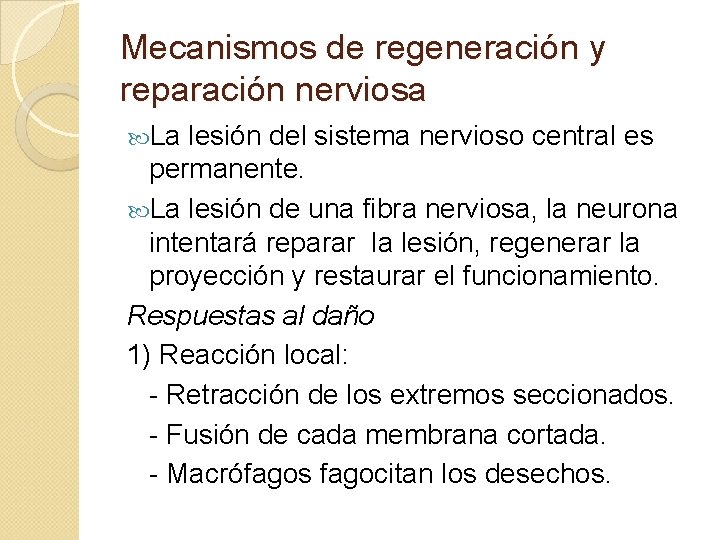 Mecanismos de regeneración y reparación nerviosa La lesión del sistema nervioso central es permanente.