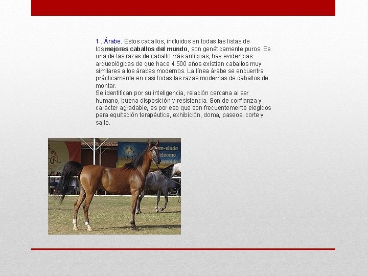 1. Árabe. Estos caballos, incluidos en todas listas de los mejores caballos del mundo,