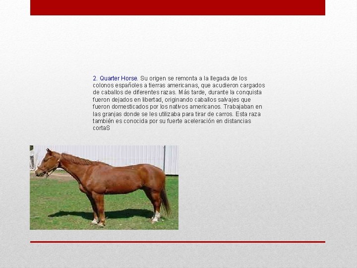 2. Quarter Horse. Su origen se remonta a la llegada de los colonos españoles