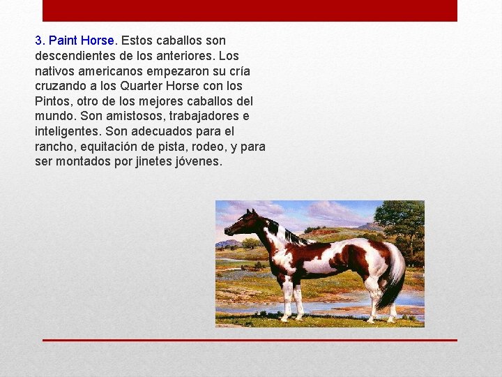 3. Paint Horse. Estos caballos son descendientes de los anteriores. Los nativos americanos empezaron