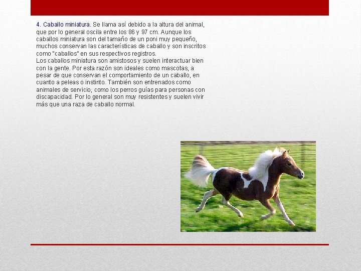 4. Caballo miniatura. Se llama así debido a la altura del animal, que por