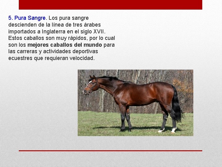 5. Pura Sangre. Los pura sangre descienden de la línea de tres árabes importados