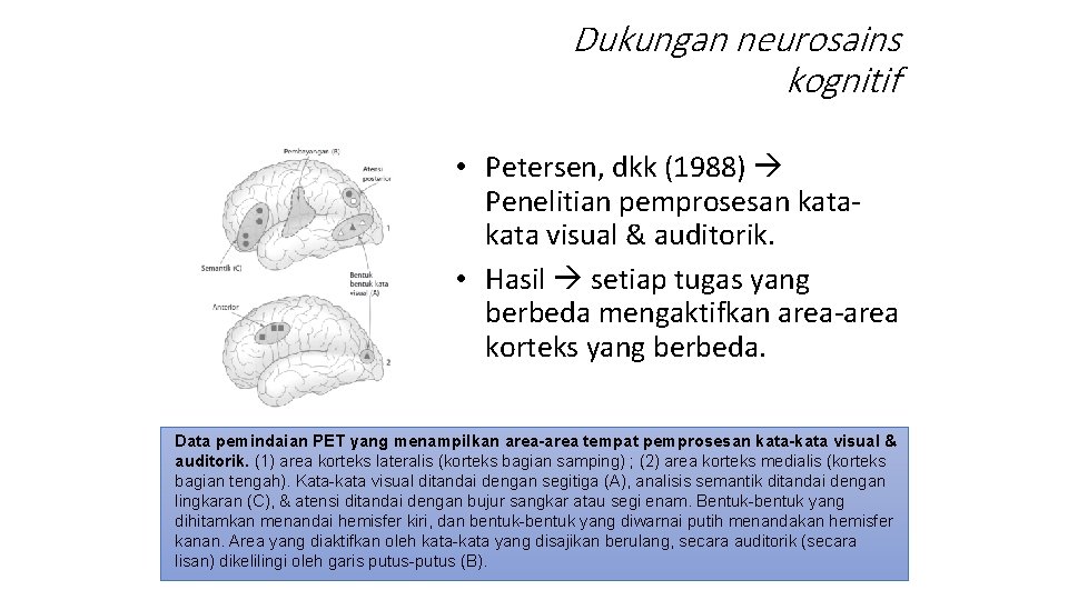 Dukungan neurosains kognitif • Petersen, dkk (1988) Penelitian pemprosesan kata visual & auditorik. •