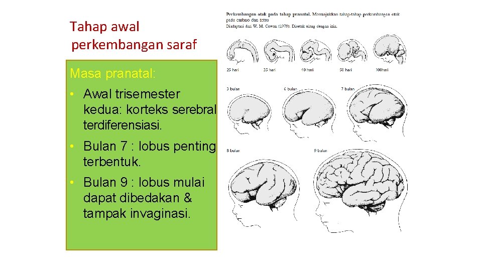 Tahap awal perkembangan saraf Masa pranatal: • Awal trisemester kedua: korteks serebral terdiferensiasi. •