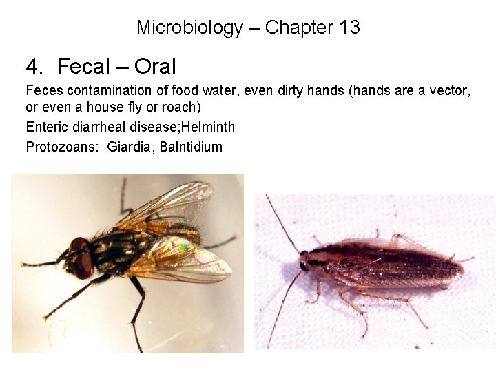 Microbiology – Chapter 13 4. Fecal – Oral Feces contamination of food water, even