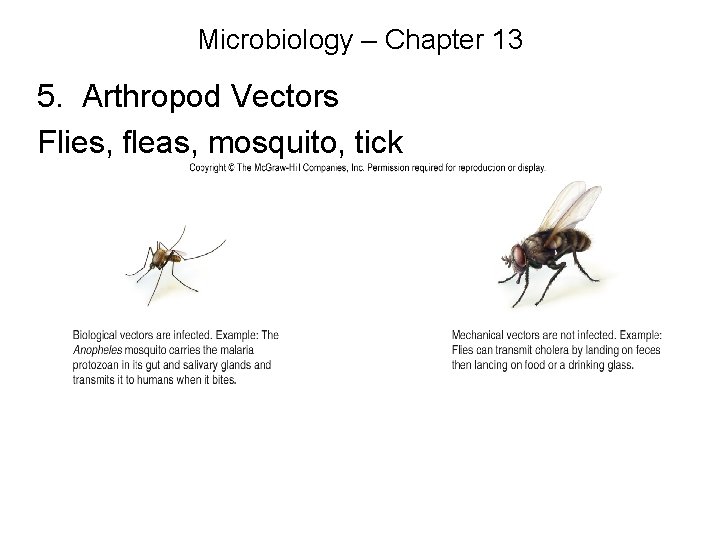 Microbiology – Chapter 13 5. Arthropod Vectors Flies, fleas, mosquito, tick 