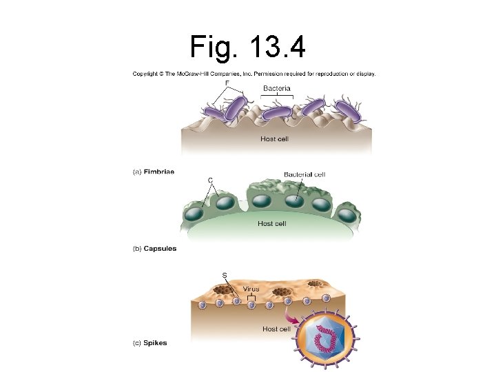 Fig. 13. 4 