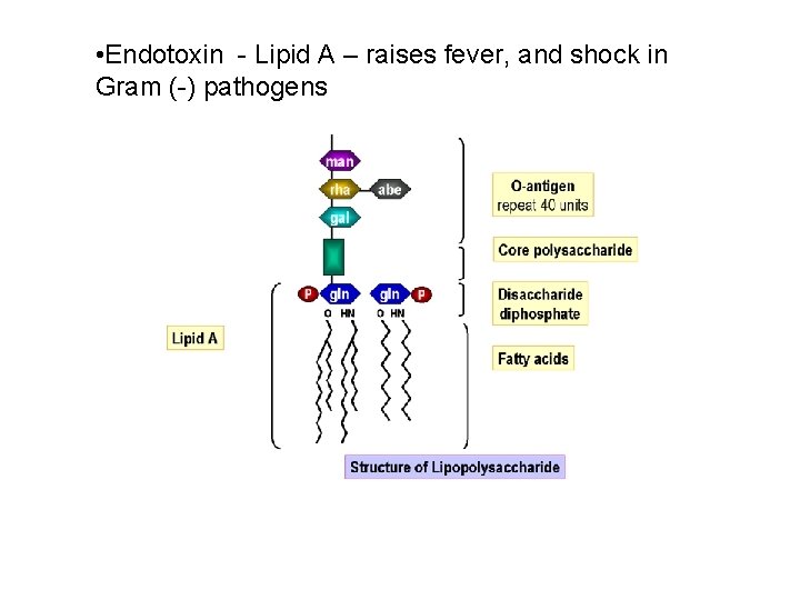  • Endotoxin - Lipid A – raises fever, and shock in Gram (-)