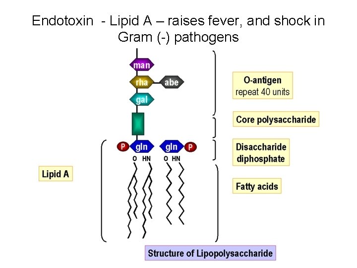 Endotoxin - Lipid A – raises fever, and shock in Gram (-) pathogens 