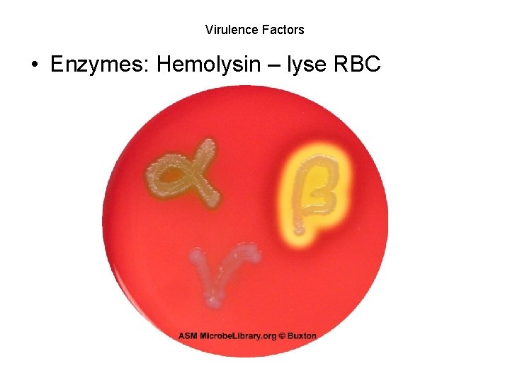 Virulence Factors • Enzymes: Hemolysin – lyse RBC 