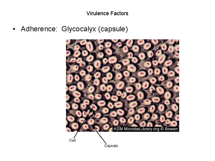 Virulence Factors • Adherence: Glycocalyx (capsule) 
