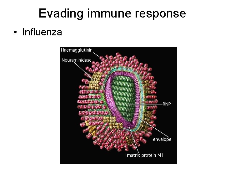 Evading immune response • Influenza 