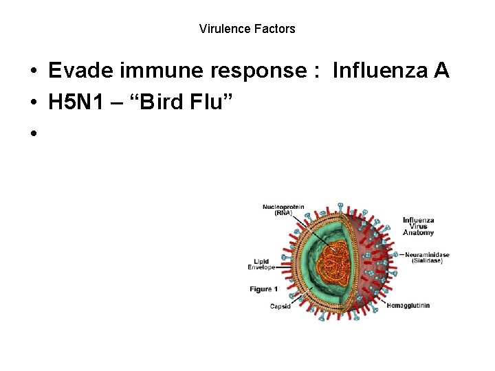 Virulence Factors • Evade immune response : Influenza A • H 5 N 1