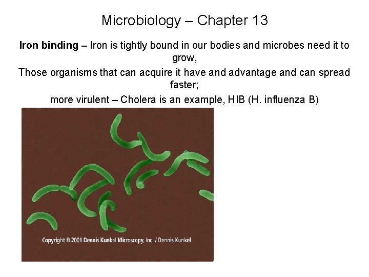 Microbiology – Chapter 13 Iron binding – Iron is tightly bound in our bodies