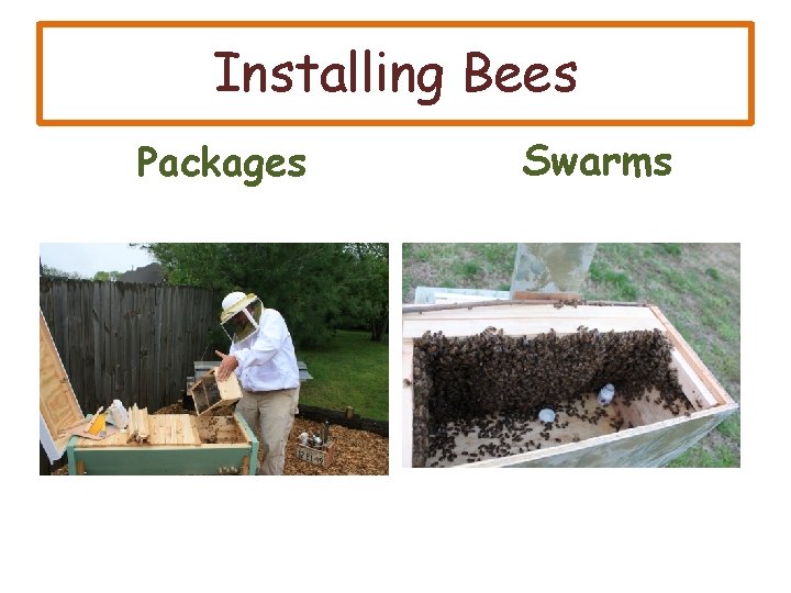 Installing Bees Packages Swarms 
