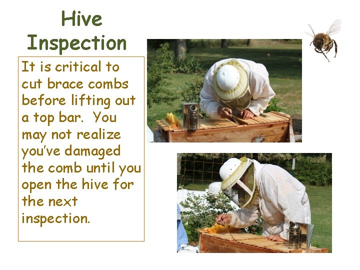 Hive Inspection It is critical to cut brace combs before lifting out a top