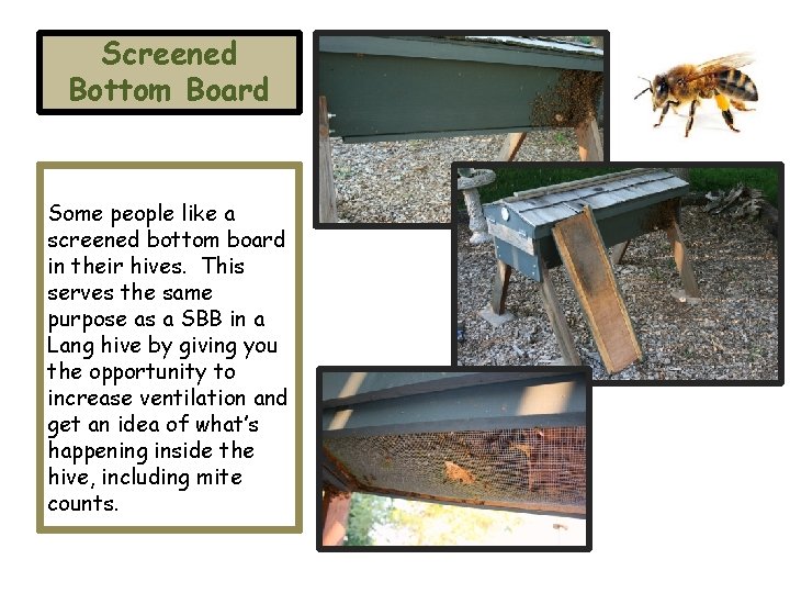 Screened Bottom Board Some people like a screened bottom board in their hives. This