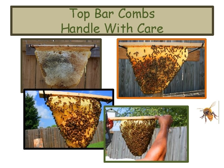 Top Bar Combs Handle With Care 