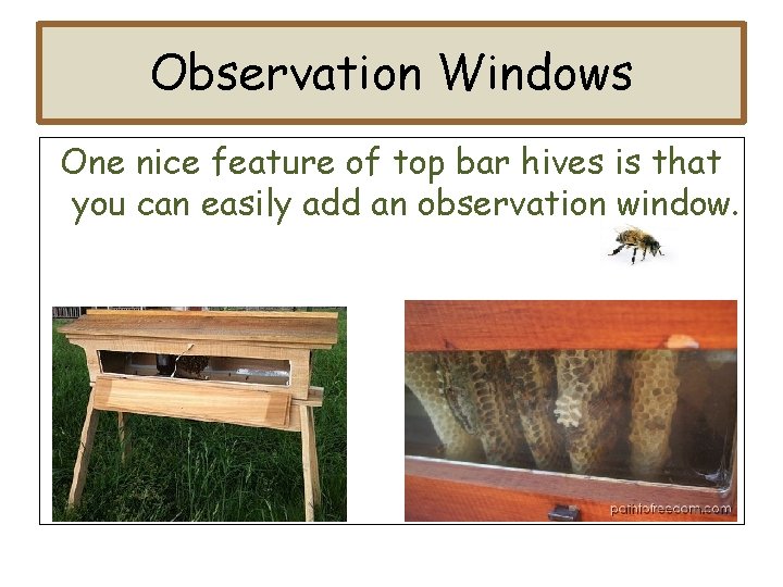 Observation Windows One nice feature of top bar hives is that you can easily