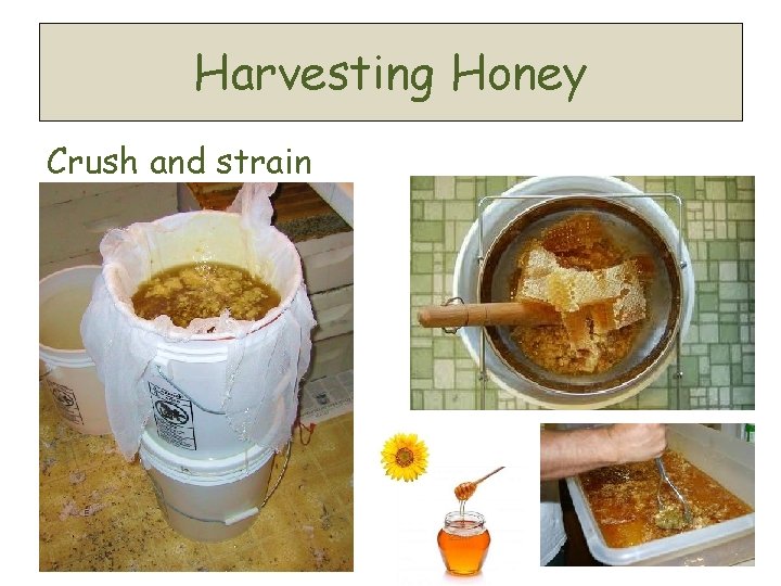 Harvesting Honey Crush and strain 