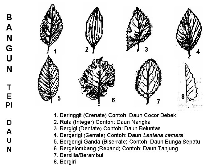 B A N G U N T E PI D A U N 3