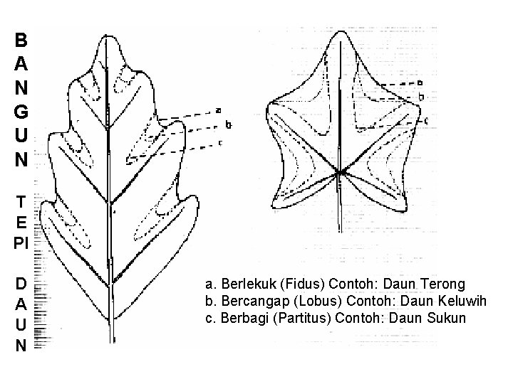 B A N G U N T E PI D A U N a.