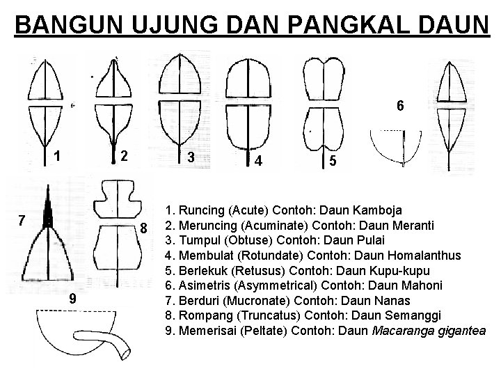 BANGUN UJUNG DAN PANGKAL DAUN 6 2 1 7 3 8 9 4 5