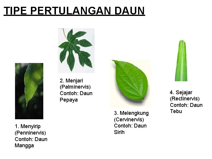 TIPE PERTULANGAN DAUN 2. Menjari (Palminervis) Contoh: Daun Pepaya 1. Menyirip (Penninervis) Contoh: Daun